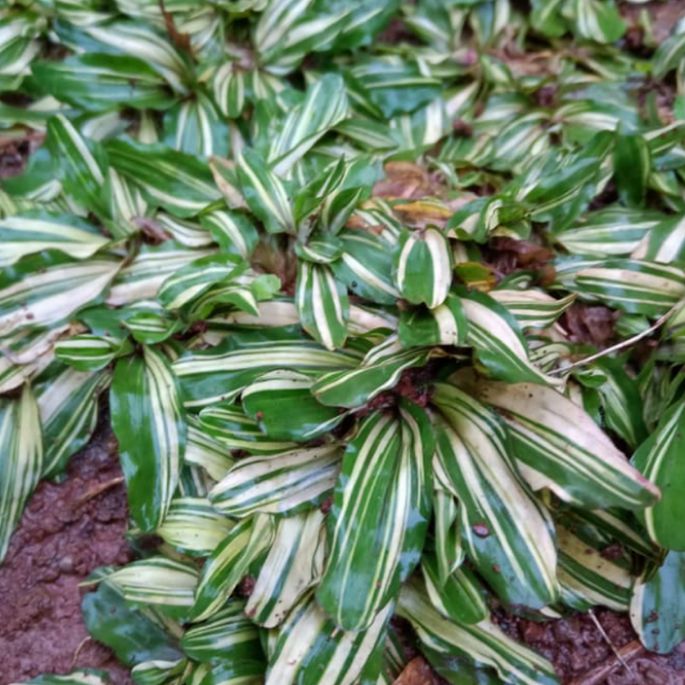 Bibit Rumput Gajah mini Varigata 2 meter