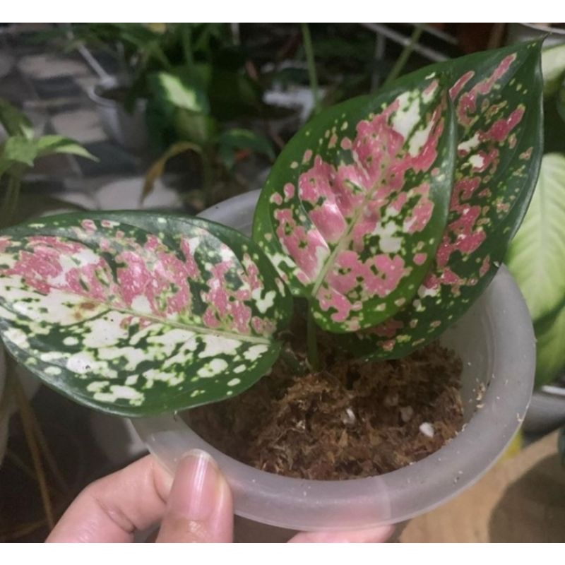 Bibit aglonema Threecolor- Anakan tricolor