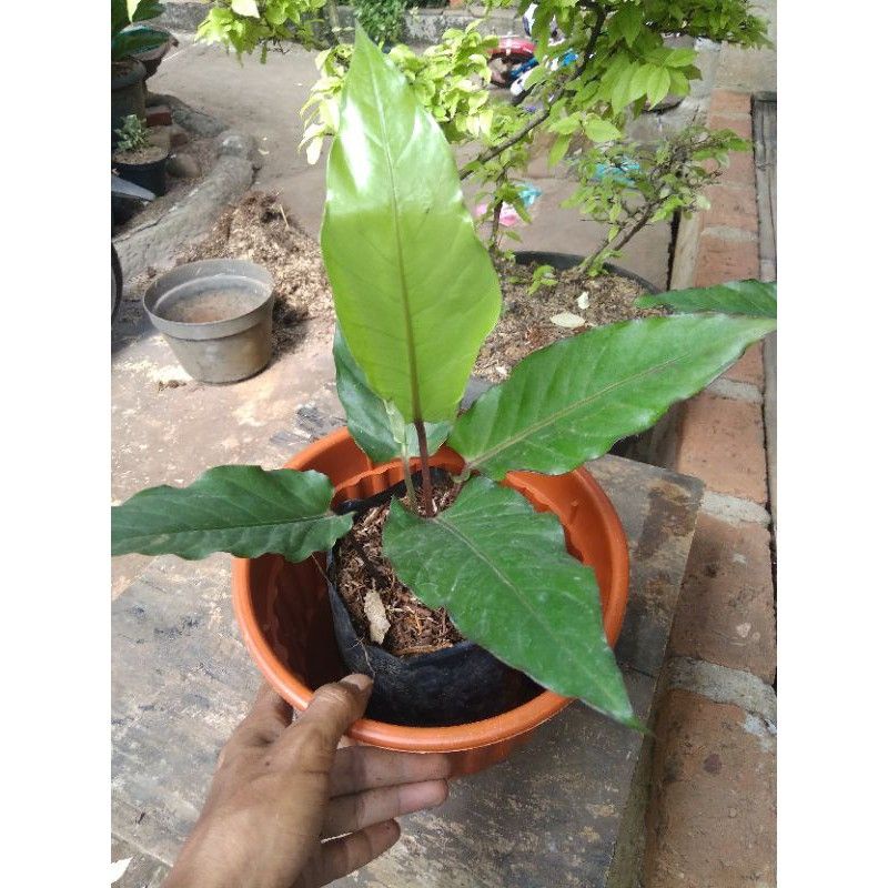 bunga Tanaman Hias Anthurium Black Beauty - Antorium Black Beauty / Anthurium