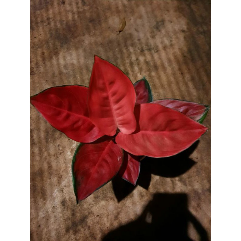 AGLONEMA SUKSOM SPECIAL INDUK