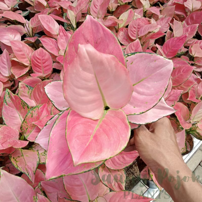 Aglonema Super Pink Catrina Dewasa Daun 8-9-10-11++