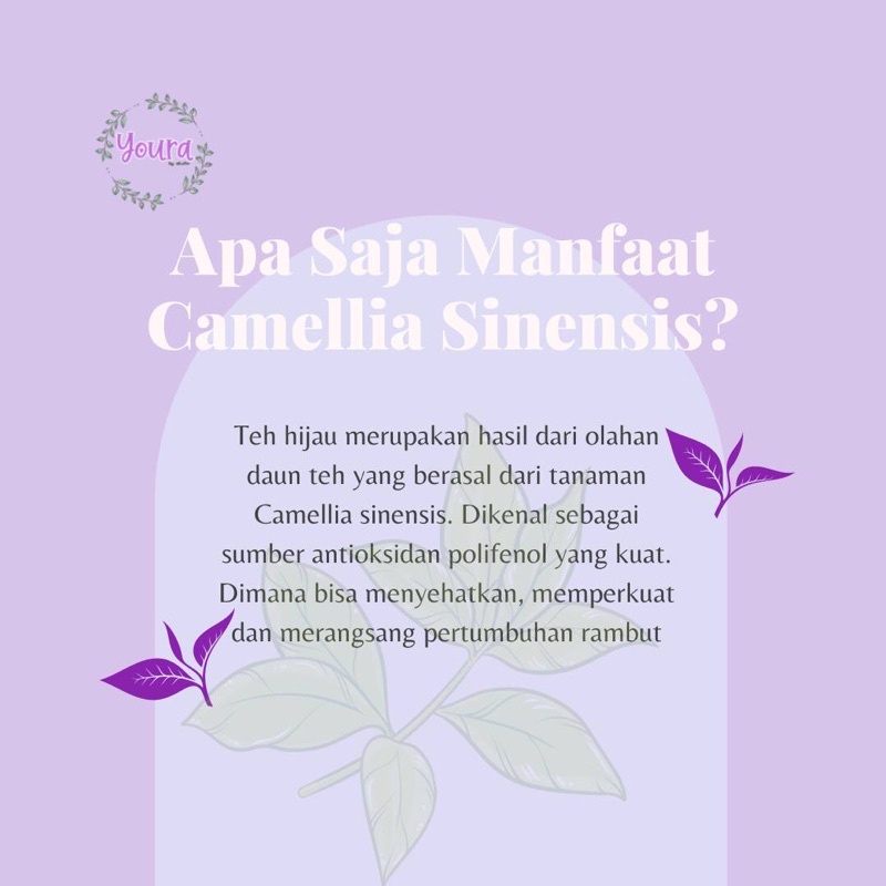 Youra Hair Tonic Growth Serum | Penyubur rambut & Mengatasi rambut rontok by akuitin-5