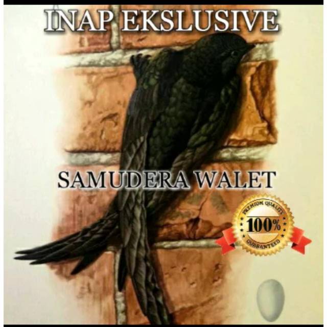 Suara Inap Walet Ekslusive