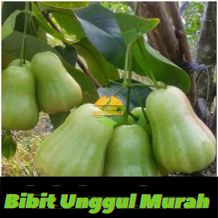 Bibit jambu air madu deli hijau MDH super genjah