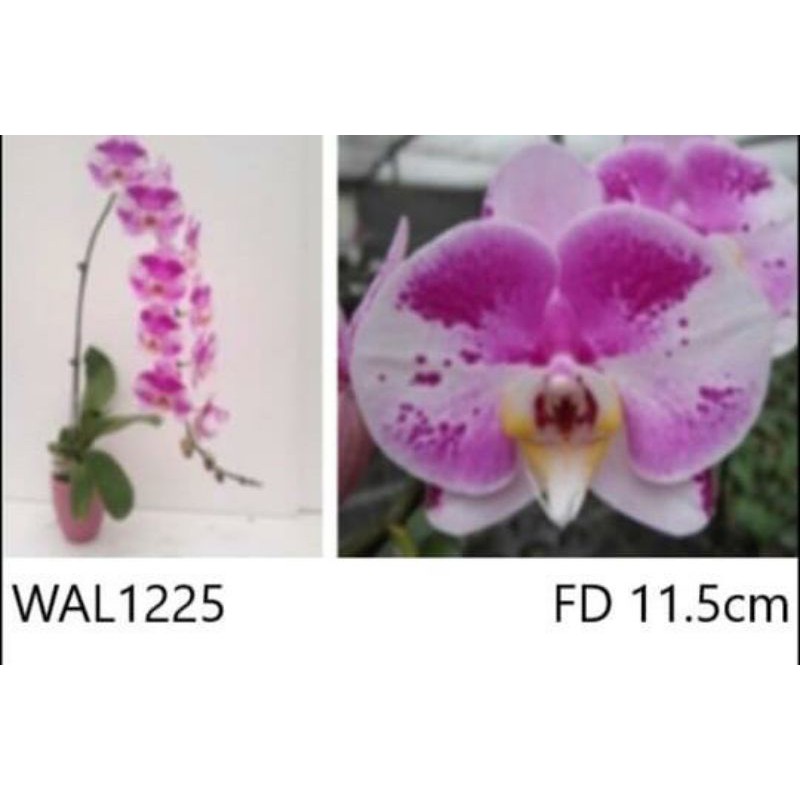 anggrek Spike bulan super premium bunga jumbo import Taiwan kode 1225 bisa cod