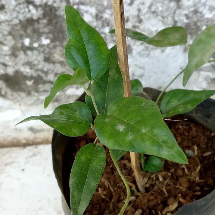 SEED MURAH Biji BenihTanaman Cincau Jelly Rambat ( Biji/Benih )