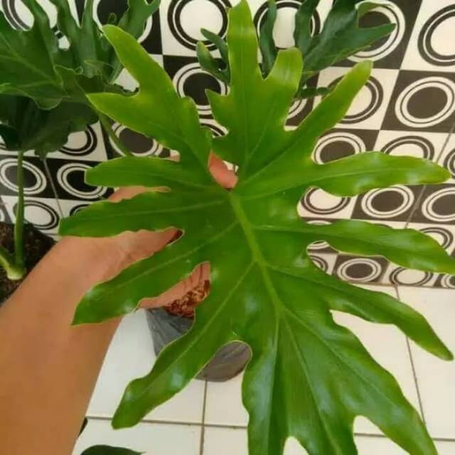 Tanaman Hias Monstera Jari Philodendron Jari Tanaman Indoor Tanaman Philodendron Jari Shopee Indonesia