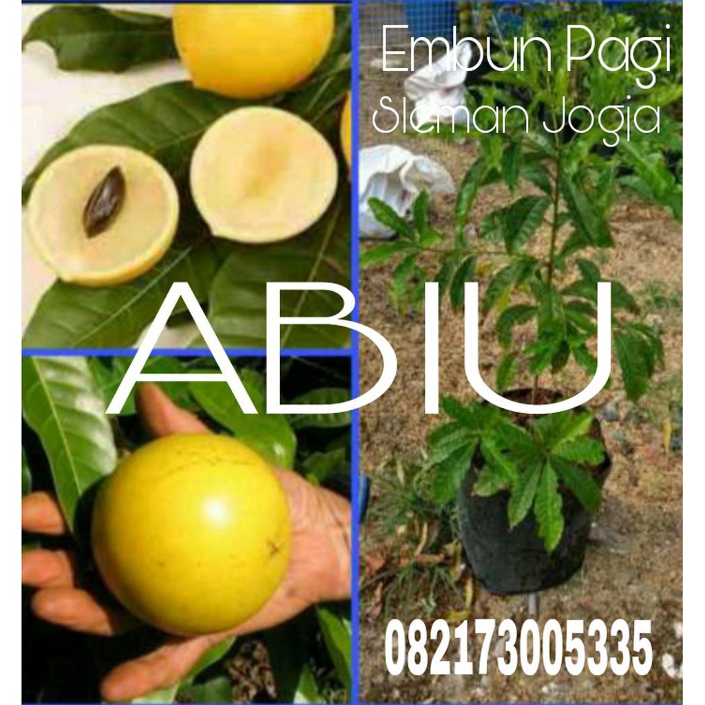 Tanaman Hidup Bibit Buah Abiu Jumbo Manis @_$