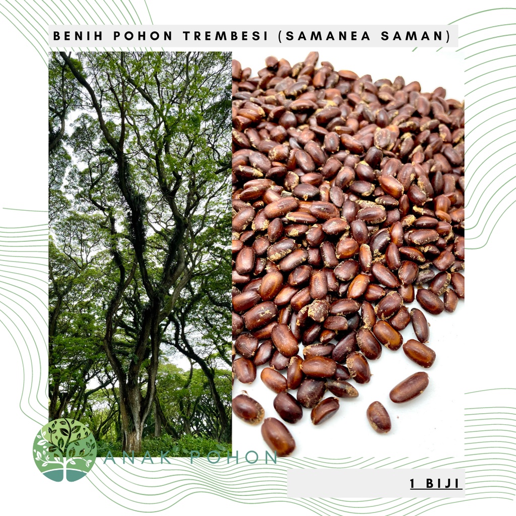 Benih Bibit Biji - Pohon Trembesi (Samanea saman) Suar Kihujan Baujan Kayu Ambon Munggur Seeds