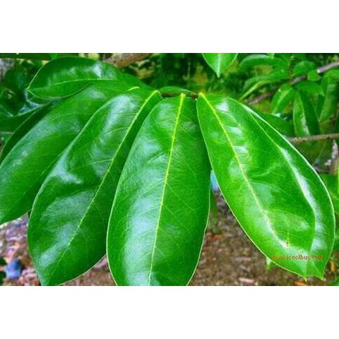 

Herbal877D8Rs-1 Daun Sirsak Segar Aman Dikonsumsi ( 100% No Peptisida )