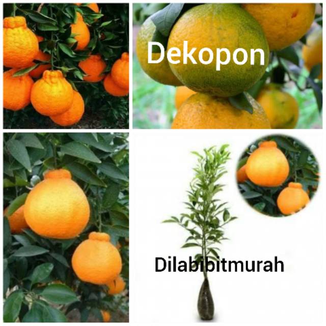 

Jeruk dekopon super genjah siap buah