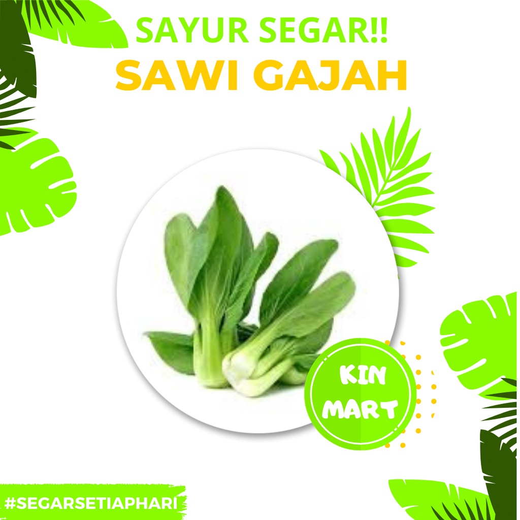 

Sawi Gajah / Pakcoy