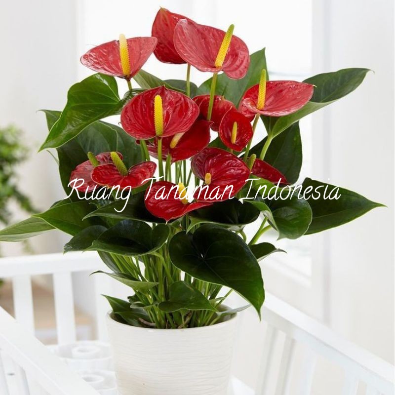 anthurium mickey mouse-anthurium mickey mouse merah-anthurium bunga tanaman hias hidup