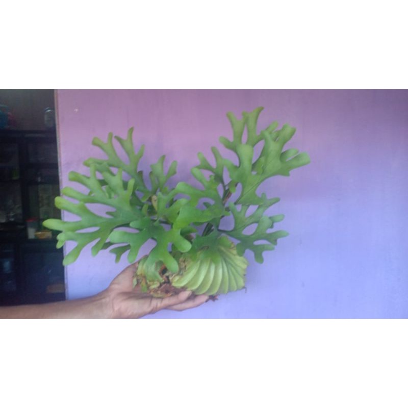 Anggrek/Tanduk Rudak (Platycerium Ridleyi) S isi 3 pohon