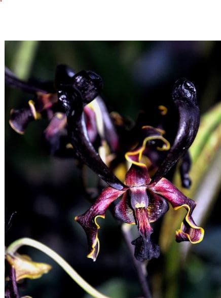 Anggrek Dendrobium Black Spider x besi remaja