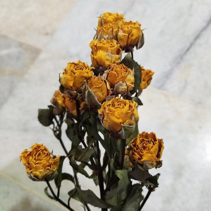 Baby Rose Fresh Flower Baby Rose Dried Flower Berkualitas Shopee Indonesia