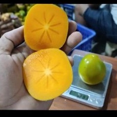 

buah kesemek