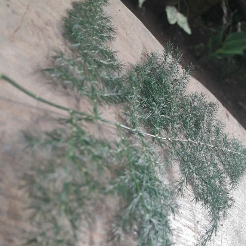 

Daun sucenga