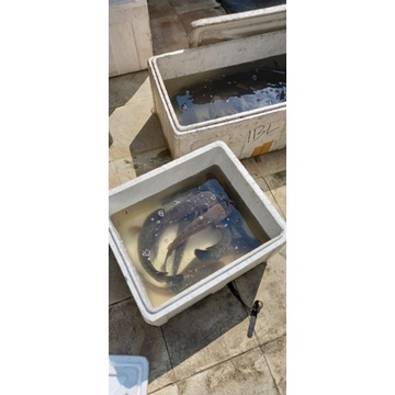 Ikan Gabus/kutuk hidup 1 kg