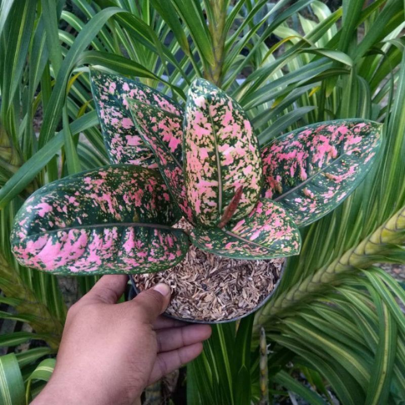 aglonema ruby compakta baby cantik