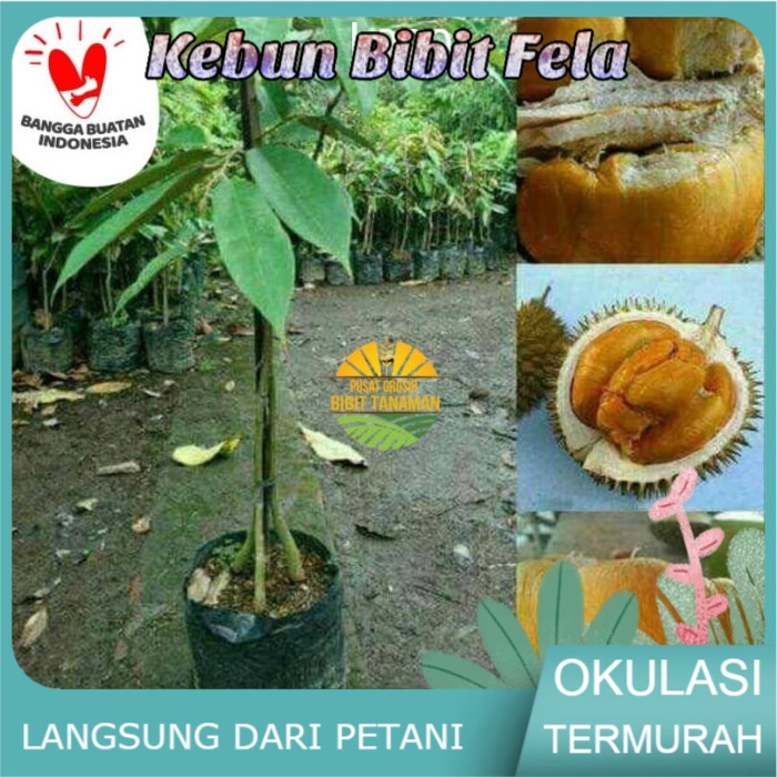 Bibit durian duri hitam kaki 3 - durian ochee