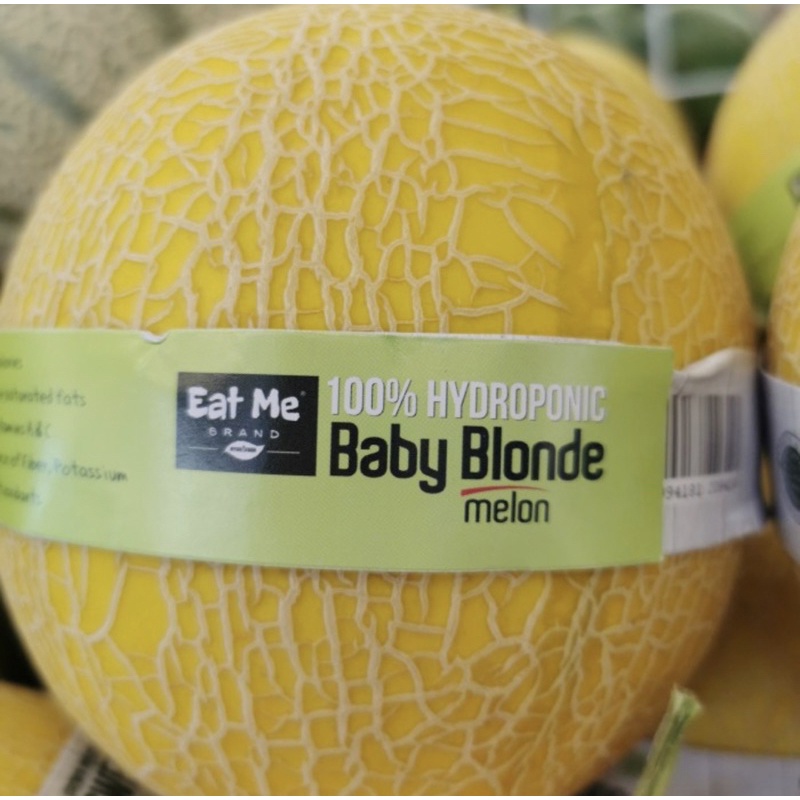 

Melon hijau baby blonde hydroponic manis banyak air