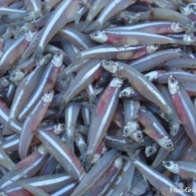 

Ikan teri basah