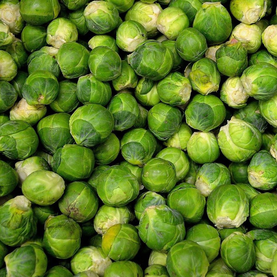 Benih Bibit Biji - Brussels Sprouts Evesham Special Kubis Mini Seeds - IMPORT