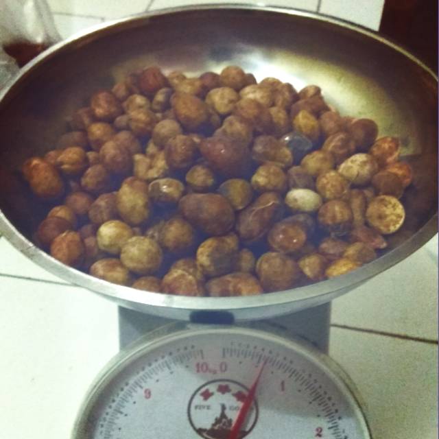 

kacang bogor