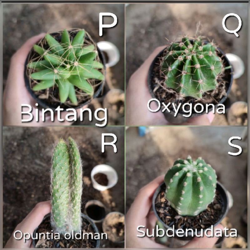 Kaktus Ownroot Medium Jumbo Murah Bebas Pilih