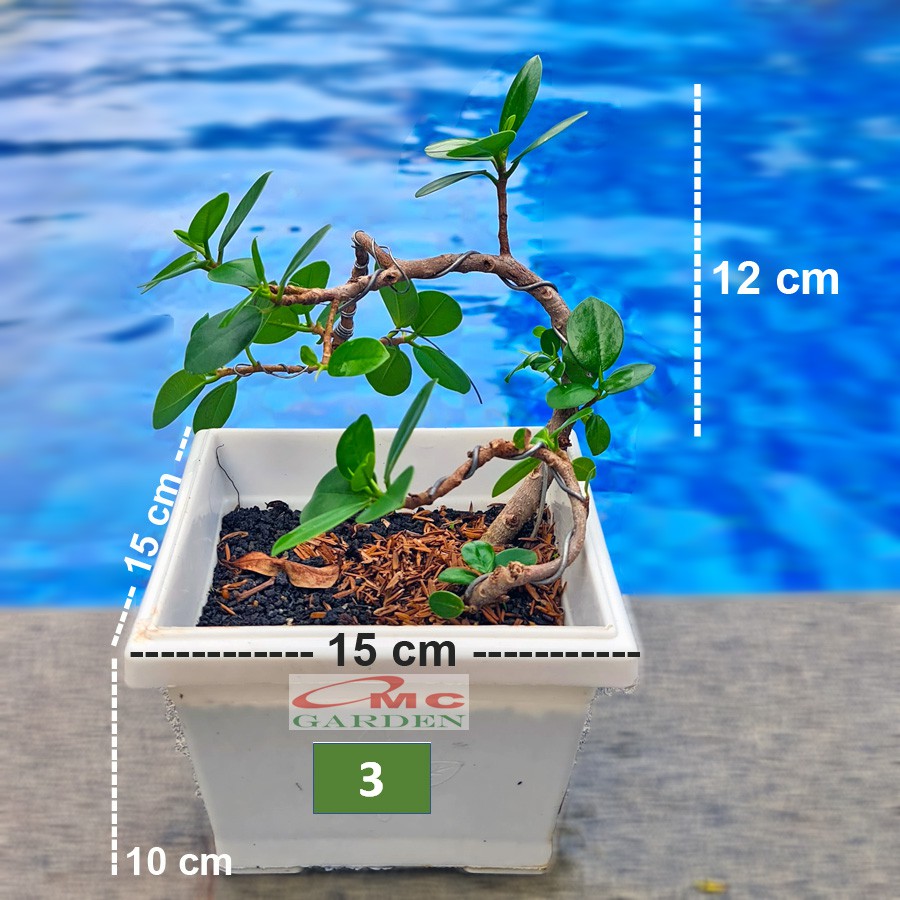 Tanaman Hias Pohon Bonsai Mame Beringin Korea Mini Dolar B-BK-010