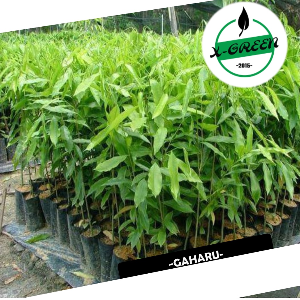3 Pohon Pohon Gaharu Super - (X-Green)