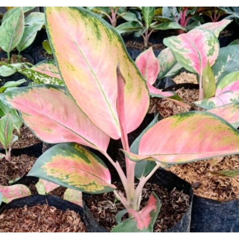 Bunga Aglonema kochin hybrid