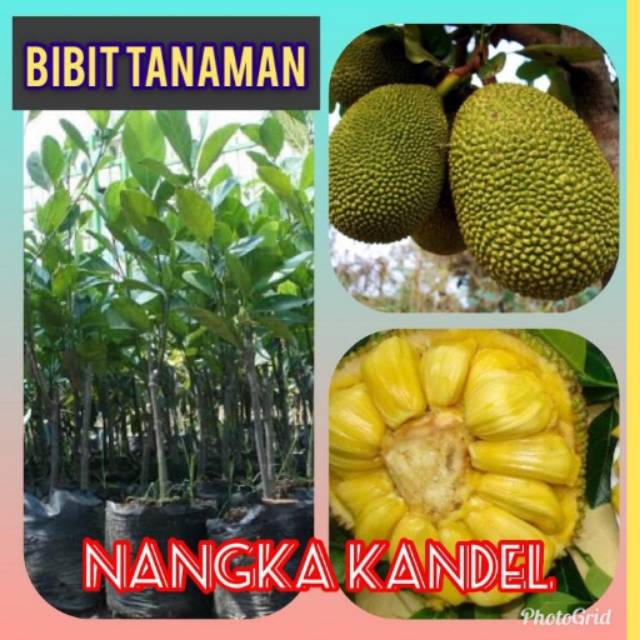 Bibit Nangka Kandel /Jumbo / Nangka Bangkok