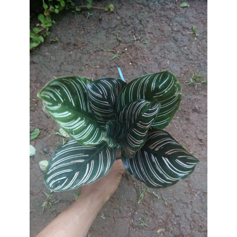 Tanaman Hias daun Calathea Ornata - daun calatea indoor