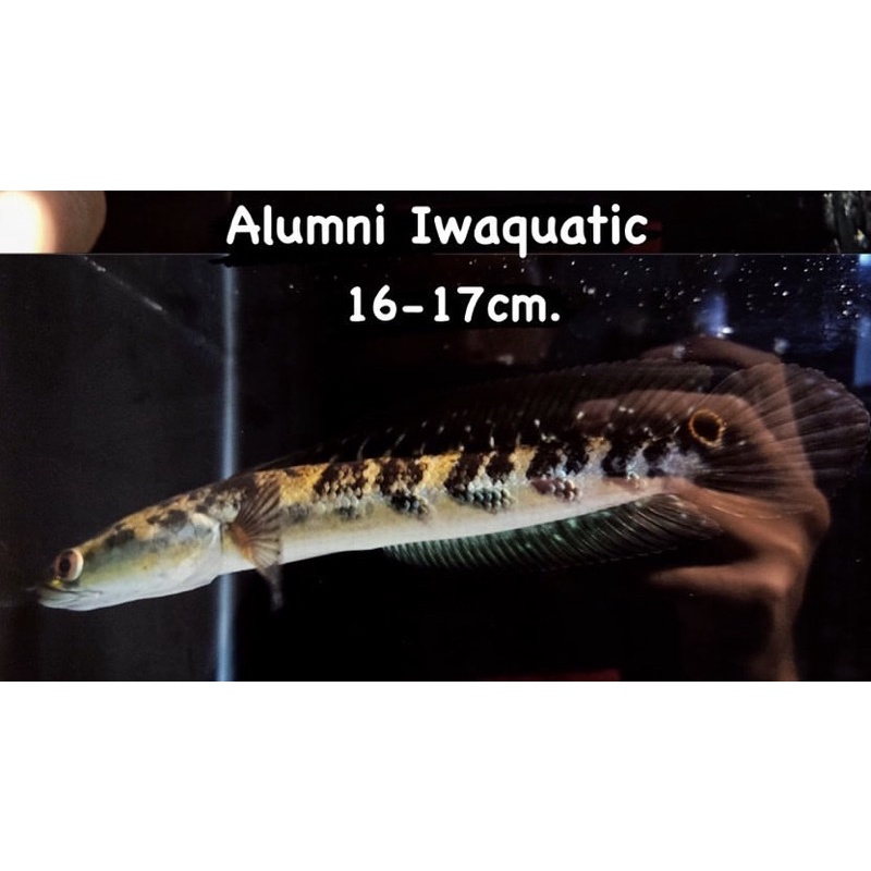 YS 13-20cm (BAR SIMET)