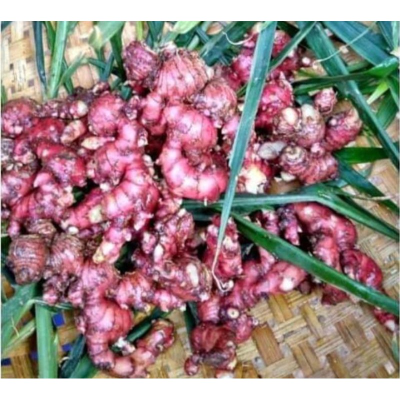

jahe merah segar