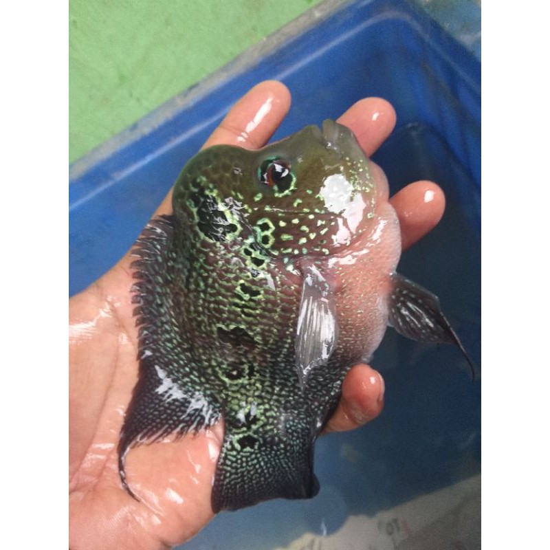 Ikan lohan jenis SRD bonsay size 14cm