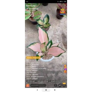 bunga aglonema kocin sutra