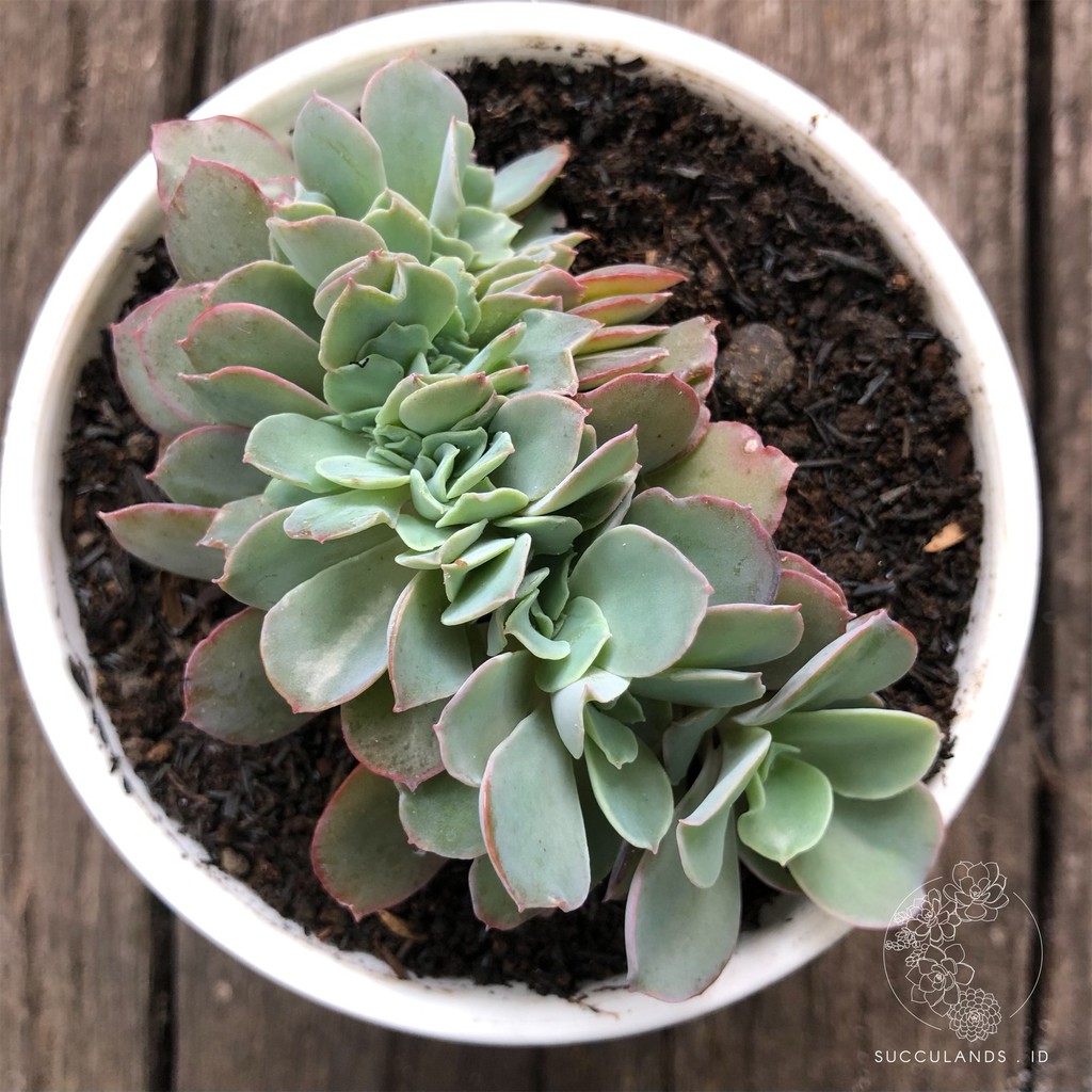 RARE - Sukulen Echeveria Takasago no Okina CRISTATA   | Sukulen + Pot Putih + Media Tanam Succulands