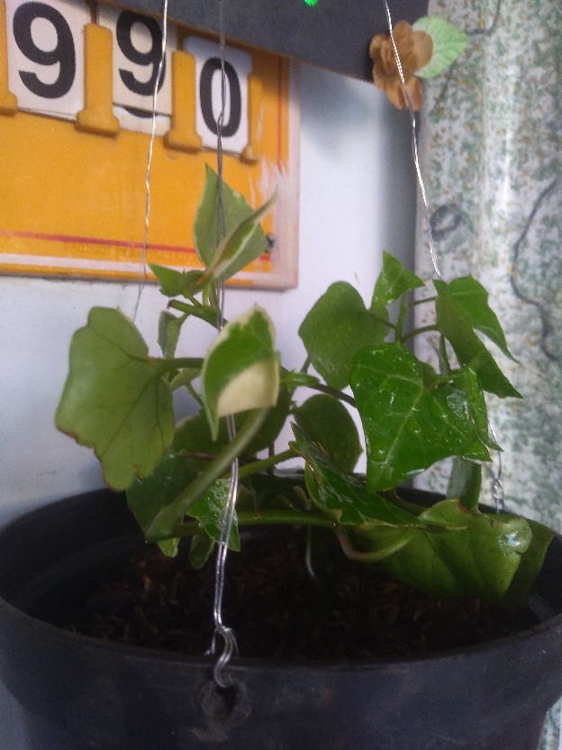 Tanaman Hias Gantung Bunga Ivy Varigata / Hedera Helix Glacier