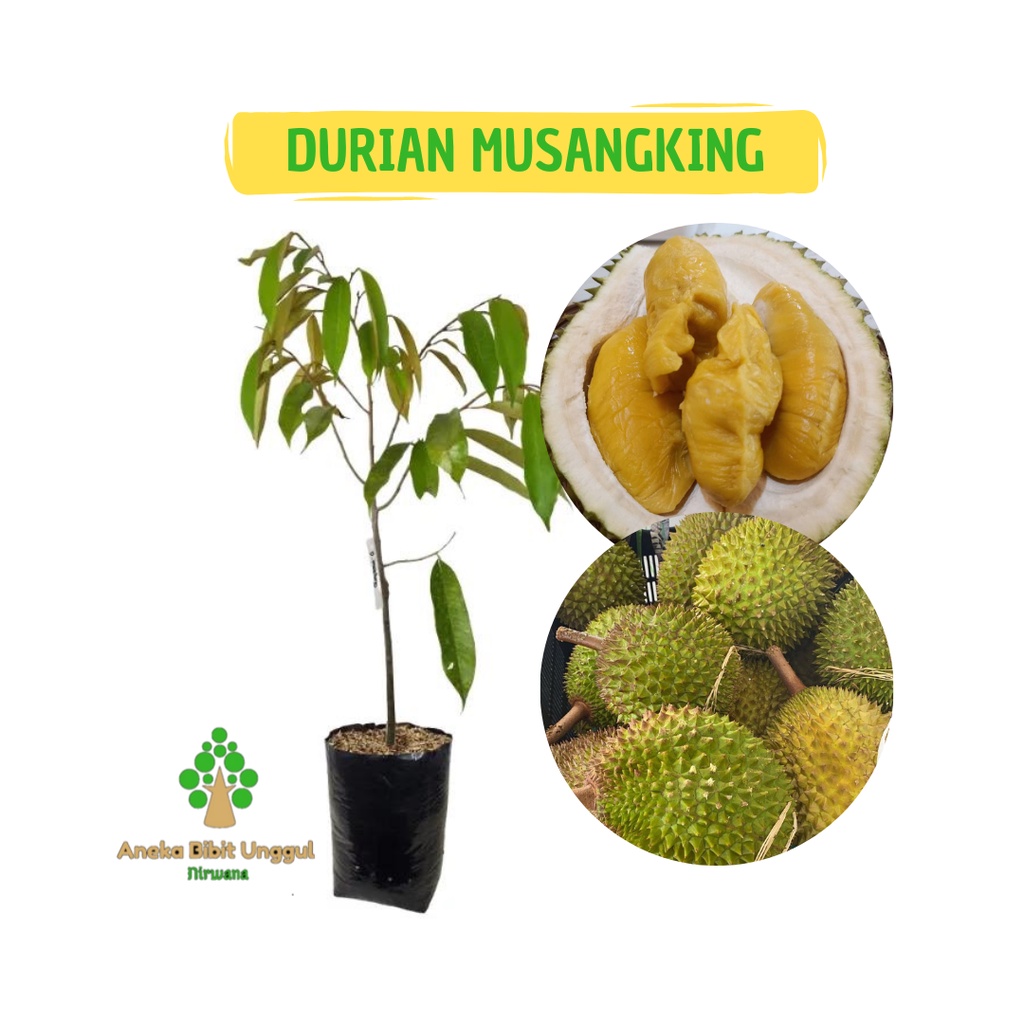 BIBIT DURIAN MUSANG KING - DURIAN MUSANG KING - BIBIT DURIAN MUSANGKING - BIBIT DUREN MUSANG KING - 