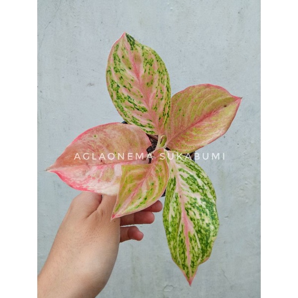 aglonema bidadari merah