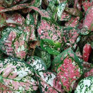  TANAMAN  HIAS  AGLAONEMA AGLONEMA THAILAND  JENIS DUD 3 