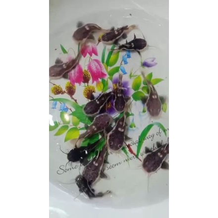 Hiasan Aquarium Red tail Catfish SB