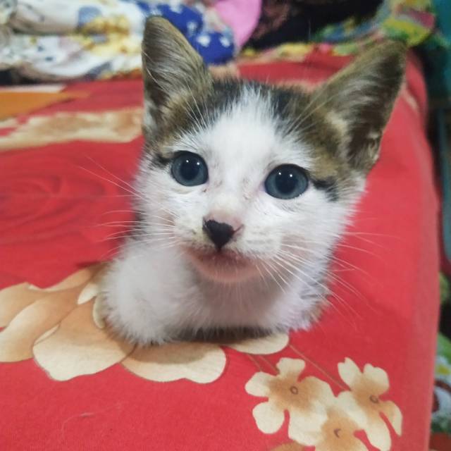 pindorachmadiusputra