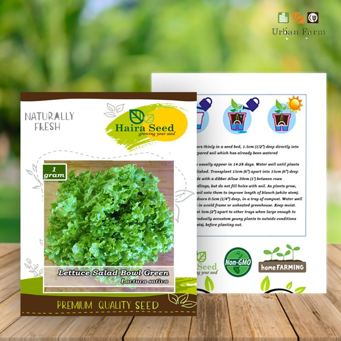 Benih-Bibit Selada Keriting Hijau Salad Bowl Green (Haira Seed)