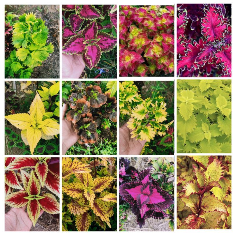 Tanaman Hias Murah 20 Jenis Miana Langka Bunga Miana Premium