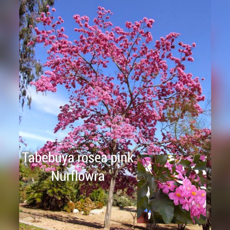 PROMO MURAH tanaman tabebuya rosea bunga pink 2 meter sampai 3 meter - pohon sakura indonesia tabebu