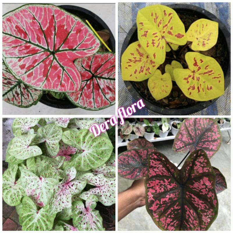4 paket tanaman hias umbi caladium thailand keladi hias